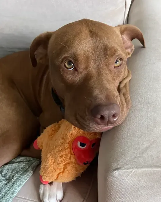 BarkBox Will Fall In Love With Every Dog (And Dog Parent) Why. 3 imgi 29 UGC Review IMG tommyk